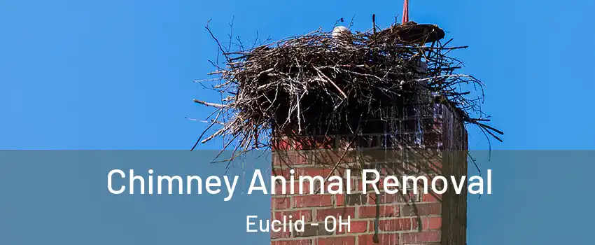 Chimney Animal Removal Euclid - OH