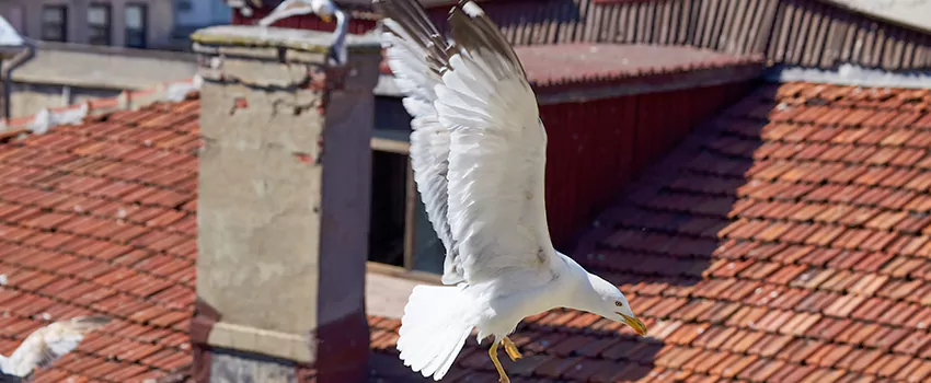 Residential Chimney Animal Removal Solution in Euclid, OH