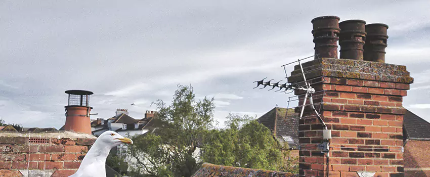 Chimney Cleaning And Restoration in Euclid, Ohio